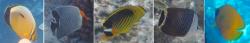 Butterflyfish new to us in the Red Sea
